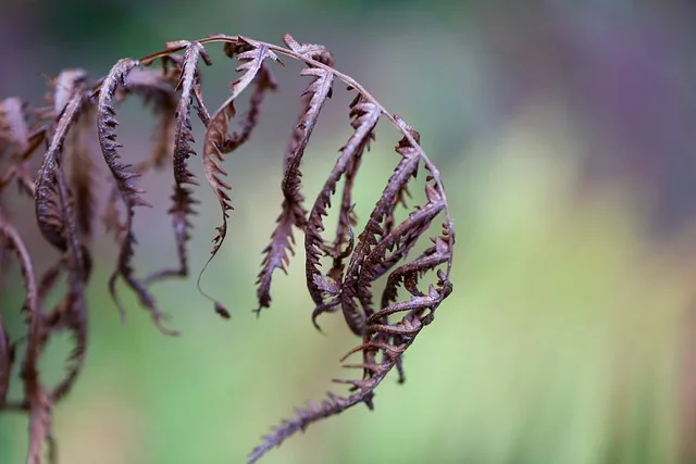 Ödem otu (Petasites hybridus) - Halk arasında vücutta biriken suyu (ödemi) atmak için kullanıldığı bilinir.