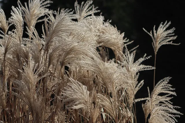 Ördekayağı otu (Potentilla anserina) – Karaciğer ve safra rahatsızlıklarına iyi geldiği düşünülen bir bitki olarak halk arasında bilinir.