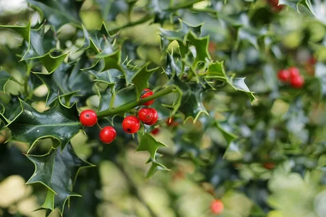 Ördekayağı otu (Potentilla anserina) - Karaciğer ve safra rahatsızlıklarına iyi geldiği düşünülen bir bitki olarak halk arasında bilinir.