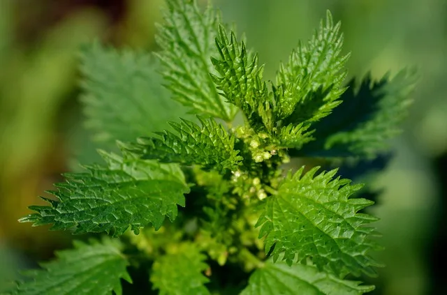 Ördekayağı otu (Potentilla anserina) - Karaciğer ve safra rahatsızlıklarına iyi geldiği düşünülen bir bitki olarak halk arasında bilinir.